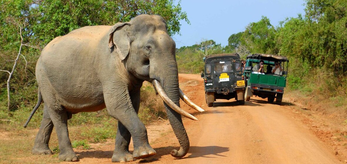 Wildlife-Safari im Yala-Nationalpark